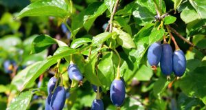 Scopri il camérisier: il frutto resistente che stupisce il tuo palato e arricchisce il tuo giardino!