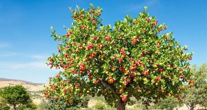 Scopri il jujubier: un albero che produce frutti senza acqua! Ecco perché non puoi perdertelo!