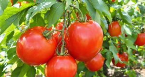 Scopri il segreto del purin di consoude: come ottenere pomodori XXL e raccolti straordinari!