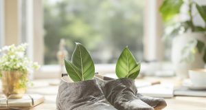 Scopri il segreto delle foglie di alloro nelle scarpe: l’effetto sorprendente che ti cambierà la giornata!