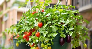 Scopri il segreto di coltivare questi 3 ortaggi al contrario per una crescita sorprendente!