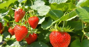 Scopri il segreto di giugno: le mie fragole diventano giganti e super dolci, ecco come!
