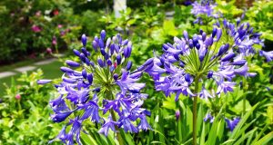 Scopri il segreto per avere agapanthus sempre fioriti: ecco cosa faccio ogni mese!