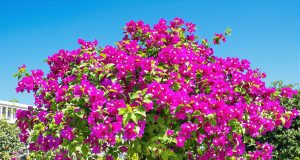 Scopri il segreto per far fiorire il tuo bougainvillea in vaso come mai prima d’ora!