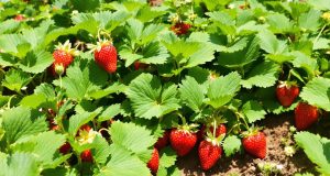 Scopri il segreto per fraiseri rigogliosi e fragole giganti: ecco cosa fare subito!