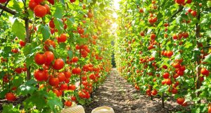 Scopri la data perfetta per piantare i pomodori e garantire un raccolto abbondante!