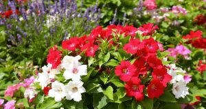Scopri la pianta che fiorisce senza sosta: il dipladénia supererà le tue rose!