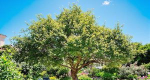 Scopri l’albero che cresce velocemente e ti regala frescura anche con 40°C: ecco perché non puoi perderlo!