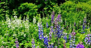 Scopri le 4 piante che rivoluzioneranno la qualità del tuo giardino e renderanno il suolo fertile!
