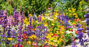 Scopri le 5 fiori resistenti che ho piantato: il mio giardino è fiorito senza annaffiature!