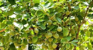 Scopri perché il fico è l’albero da frutto che tutti dovrebbero coltivare senza sforzo!