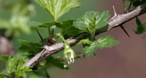 Scopri perché il groseillier a fiori trasformerà il tuo giardino in un’opera d’arte floreale!