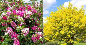 Scopri perché il lilas delle Indie e il forsythia sostituiscono il bambù: crescono veloci e senza sforzo!