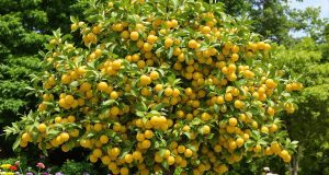 Scopri perché il néflier del Giappone è l’albero da frutto che non puoi più ignorare!
