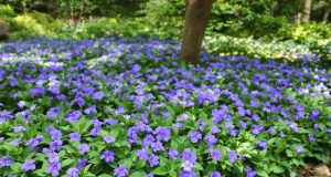 Scopri perché la Vinca minor è la soluzione definitiva per un giardino senza erbacce!