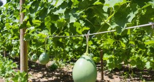 Scopri perché tendere una corda a 30 cm dal suolo è la chiave per meloni perfetti!
