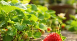 Una sola fragola è tutto ciò che ti serve: scopri il segreto per moltiplicare il tuo raccolto in estate!