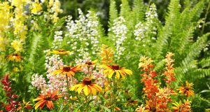 3 piante straordinarie che trasformeranno il tuo giardino senza una goccia d’acqua: scopri come!