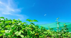 3 segreti per un orto sano: scopri come proteggere le tue piante dal caldo estivo!