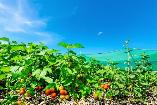 3 segreti per un orto sano: scopri come proteggere le tue piante dal caldo estivo!