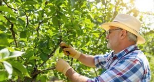 5 alberi da potare a luglio: ecco perché non puoi aspettare oltre!