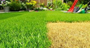 5 segreti per salvare il tuo prato bruciato: scopri come ravvivarlo prima che sia troppo tardi!