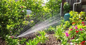 7 strategie sorprendenti per risparmiare acqua durante la canicola e mantenere il tuo giardino in salute