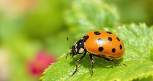 Attenzione: questa “coccinella” asiatica potrebbe distruggere il tuo giardino! Scopri perché!