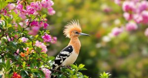 Attira nel tuo giardino un uccello straordinario: ecco come creare l’habitat perfetto per la huppe fasciée!