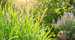 Citronella: il rimedio naturale contro le zanzare che non conosci (e funziona davvero!)