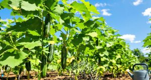 Come mantenere i cetrioli idratati sotto il sole a 40°C: scopri i segreti per un raccolto sorprendente!