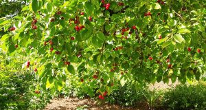 Come nutrire il tuo ciliegio dopo la raccolta? Scopri il segreto per frutti più grandi l’anno prossimo!