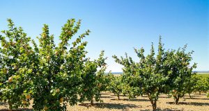 Come proteggere il tuo frutteto dall’estate afosa: 5 strategie infallibili per mantenere gli alberi in salute