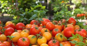 Ecco 5 idee irresistibili per utilizzare al meglio il tuo raccolto di pomodori: scopri le ricette da congelare!