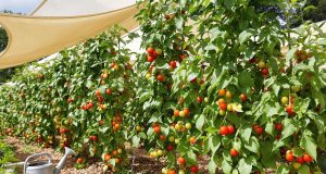 Ecco come ho salvato le mie pomodori dalla canicule: 3 strategie naturali che funzionano!