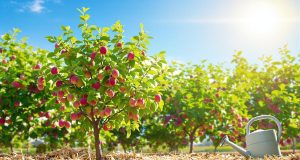 Ecco come il paesaggio estivo può regalarti prugne ultra- succose: scopri il segreto del pacciame!