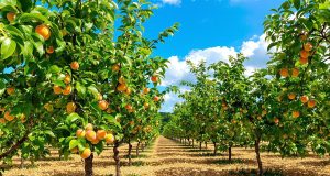 Ecco come il paesaggio perfetto dei miei peschi supera la siccità: scopri i segreti per una raccolta straordinaria!