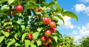 Ecco come ottenere prugne succose anche in piena canicola: segreti di giardinaggio da non perdere!