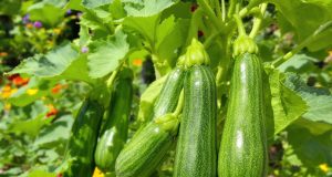 Ecco come raccogliere le zucchine perfette anche in estate: il trucco che salva la tua produzione!
