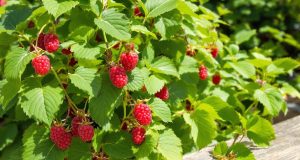 Ecco come un semplice gesto ha trasformato il mio frutteto di lamponi in una fonte d’oro per il giardino