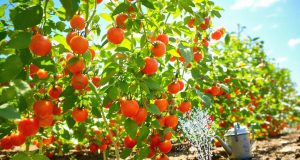 Ecco perché il tuo eccesso d’acqua a 40 °C potrebbe danneggiare le tue pomodori: scopri come evitare errori comuni!