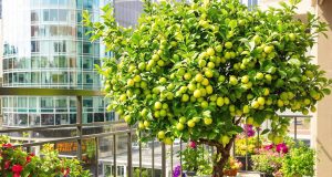 Ecco perché il tuo figu sotto il balcone potrebbe darti frutti già dal primo anno!