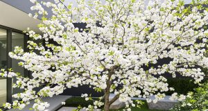 Ecco perché l’albero di pera asiatica è la scelta sorprendente per raccolti abbondanti senza sforzo