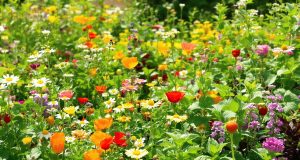 Ecco perché lasciare crescere un fiore selvatico ha trasformato il mio orto!