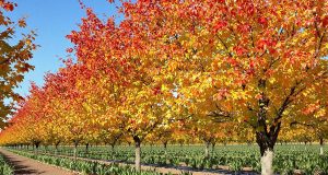 Ecco perché piantare aglio ai piedi dei pescheti questo autunno ti sorprenderà!