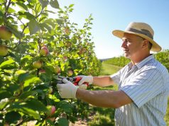 Ecco perché potresti ottenere raccolti straordinari e combattere le malattie potando i tuoi meli a luglio