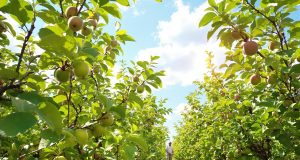 Ecco perché potresti perdere la tua raccolta: la potatura dei meli a luglio è fondamentale!