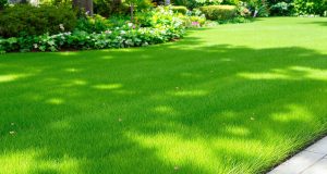 Il tuo prato ingiallisce? Scopri il rimedio naturale che lo riporterà in vita in 3 semplici passi!