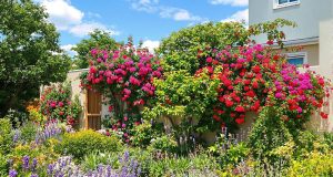 Le piante che resistono al caldo: scopri 7 varietà imperdibili per un giardino sempre fiorito!