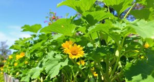 Non commettere questo errore: ecco perché rimuovere i fiori dalle zucchine ti farà raccogliere di più!
